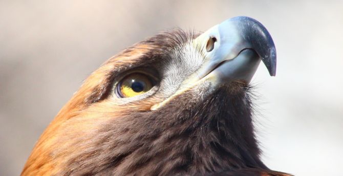Golden eagle, bird, beak, muzzle wallpaper