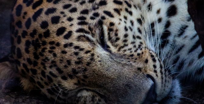 Relaxed, leopard, predator's muzzle wallpaper