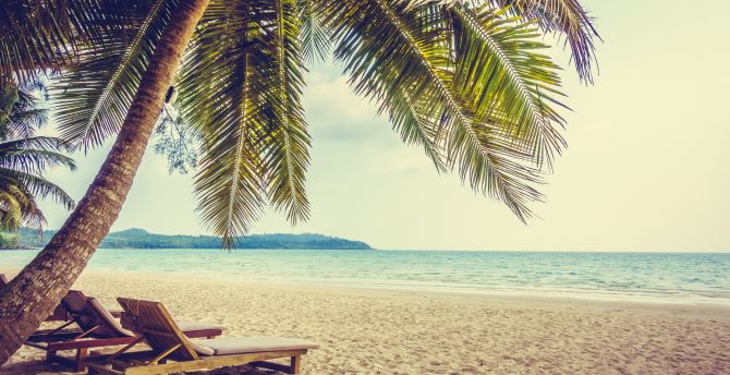 Palm tree, beach, sand, holiday, summer wallpaper