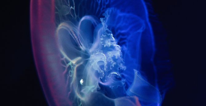 Jellyfish, glow, close up, transparent wallpaper