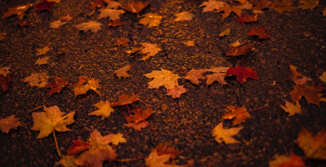 Autumn, orange, maple leaf wallpaper