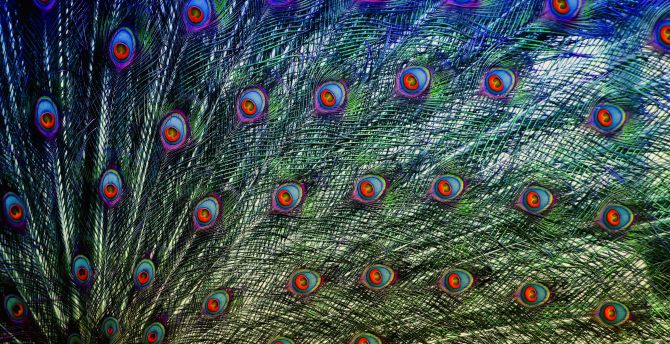 Peacock, bird, plumage wallpaper