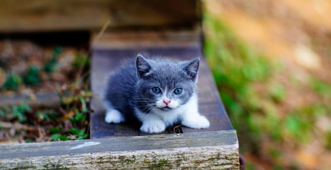 Cute, kitten, blue eyes, adorable wallpaper