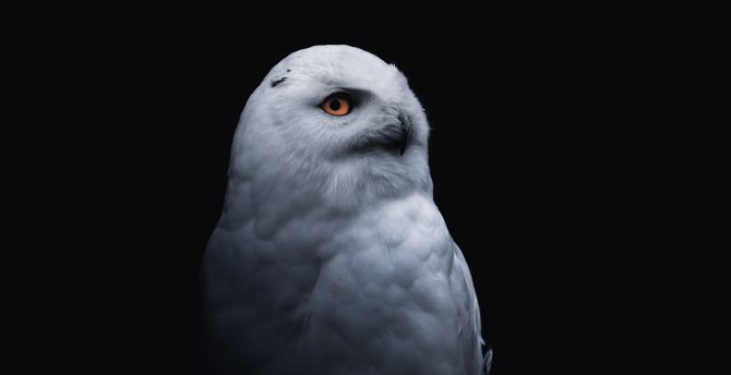 Yellow eye bird, white owl wallpaper