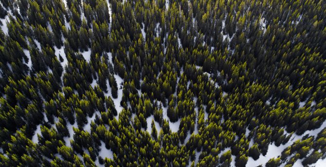 Trees, aerial view, forest, nature wallpaper