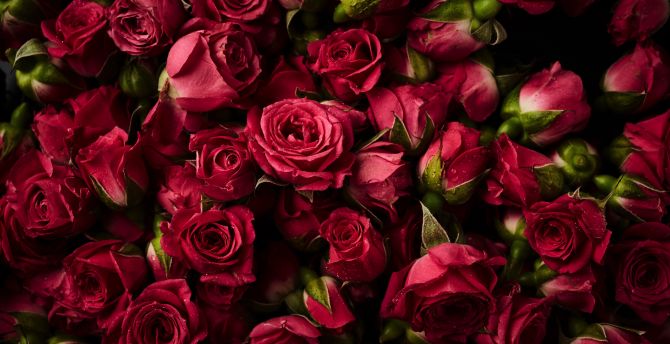 Desktop wallpaper pink roses, buds, flowers, hd image