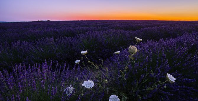 Lavenders, meadow, flowers, sunset wallpaper
