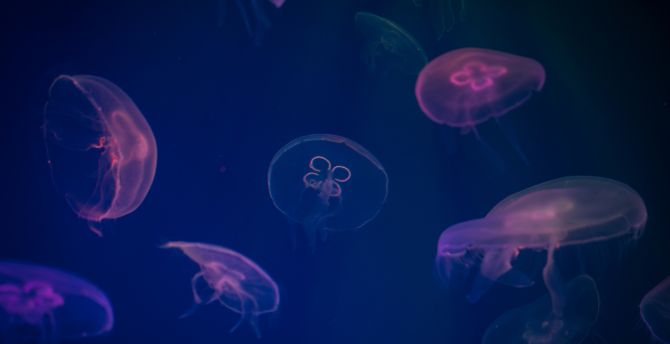 Jellyfish, animals, underwater, digital art, colorful wallpaper