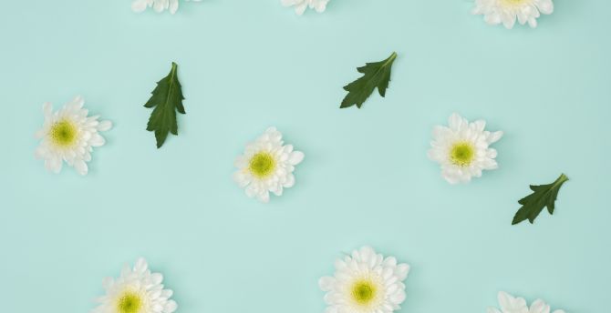Chamomile, leaves, flowers, minimalism wallpaper