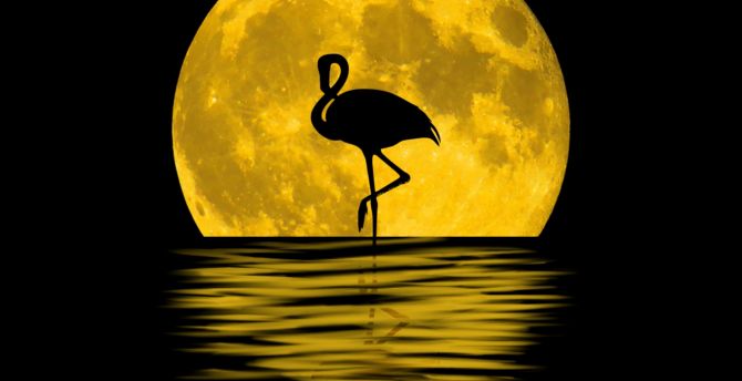 Flamingo, moon, silhouette, reflections, digital art wallpaper