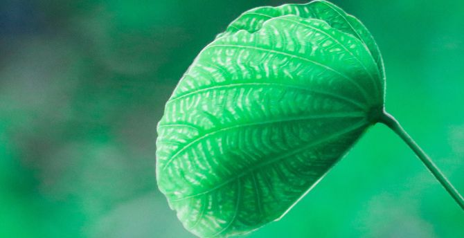 Close up, green leaf, blur wallpaper