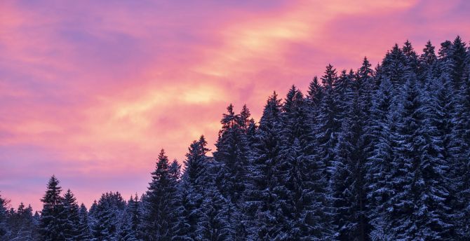 Afterglow, sunset, trees, winter wallpaper