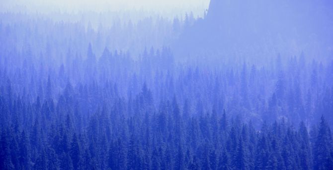 Pine trees, forest, blue wallpaper