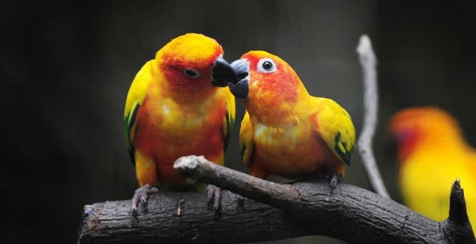 Parrot pair, kiss, birds wallpaper