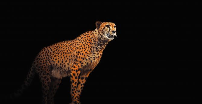 Predator, cheetah, minimal, portrait wallpaper