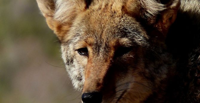 Fox, predator, wildlife, muzzle wallpaper