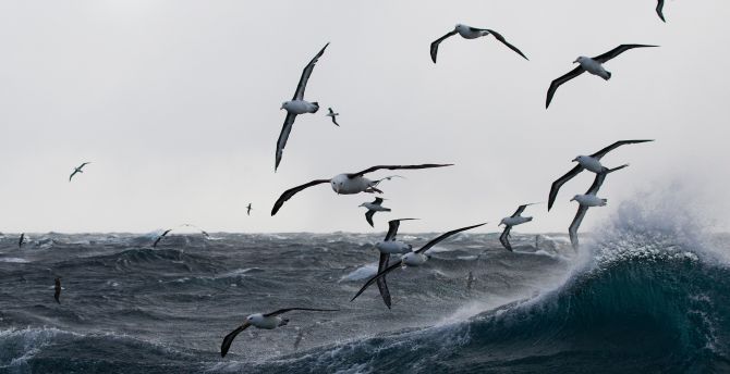 Gulls, sea storm, birds, sea wallpaper