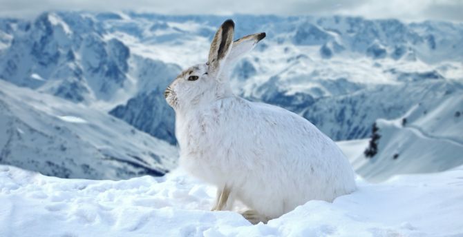 Bunny, rabbit, animal, winter, outdoor wallpaper