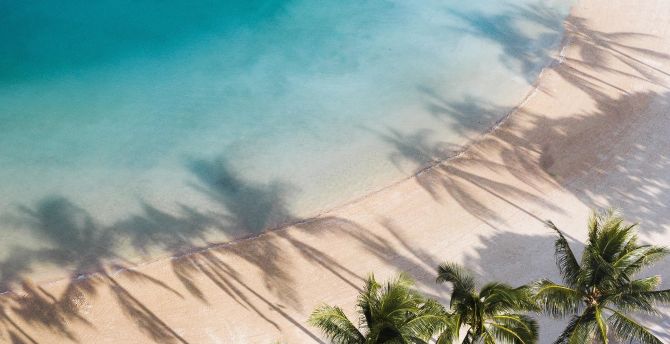 Aerial shot, beach, palms, nature wallpaper