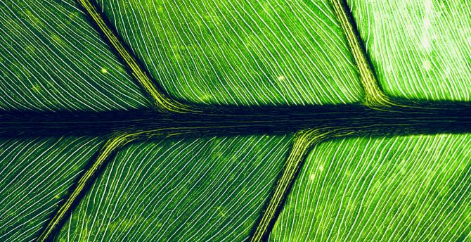 Leaf, veins, macro, green wallpaper