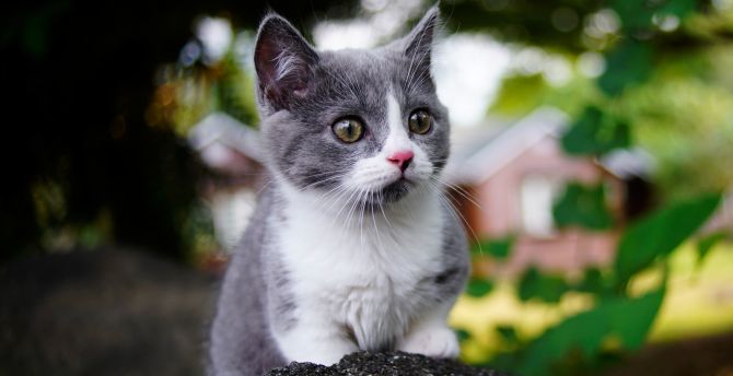 Cute, baby animal, kitten, feline wallpaper
