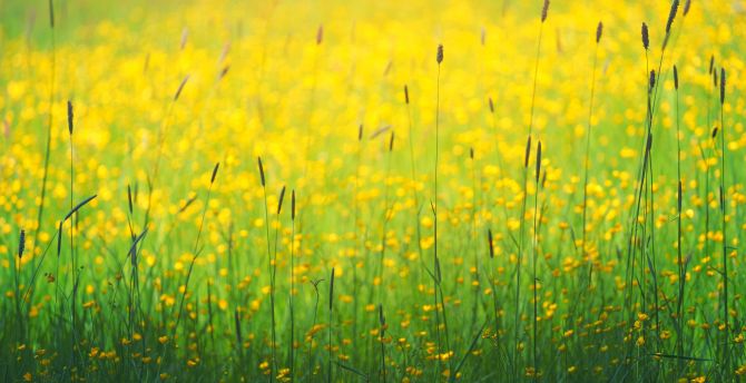 Flowers field, yellow flowers, plants, meadow wallpaper