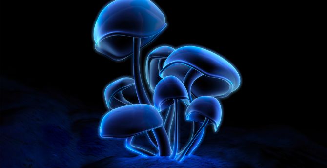 Fluorescence, glowing mushroom, dark, art wallpaper
