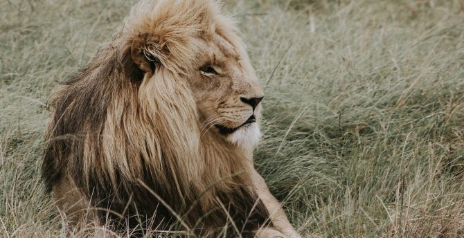 Lion, relaxed, predator, outdoor wallpaper