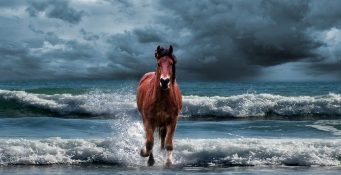 Horse, run, beach, sea waves wallpaper
