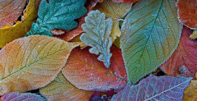 Colorful leaves, autumn, frost wallpaper