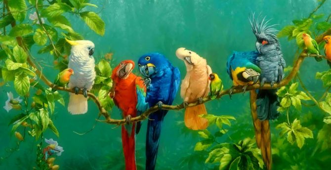 Parrot, birds, art, colorful wallpaper