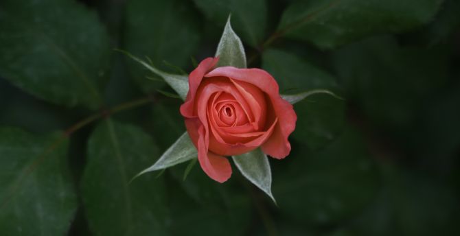 Rose flower, lone, single wallpaper