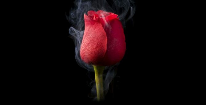 Rose and smoke, dark wallpaper