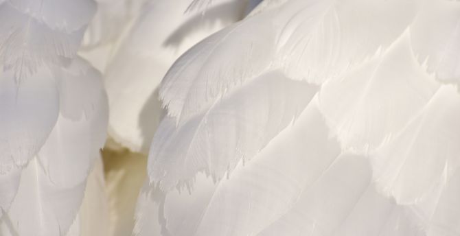 White feathers, swan, close up wallpaper