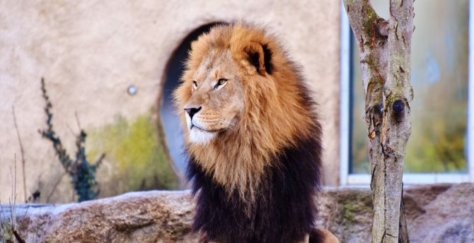 Mighty, lion, predator, calm, fur wallpaper