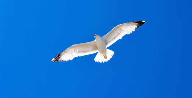 White bird, seagull, blue sky wallpaper