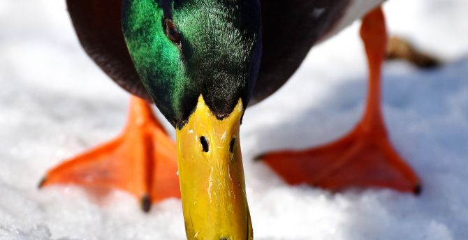 Duck, mallard, beak, muzzle, colorful wallpaper
