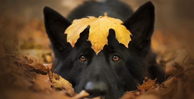Dog and autumn, cute stare, close up wallpaper