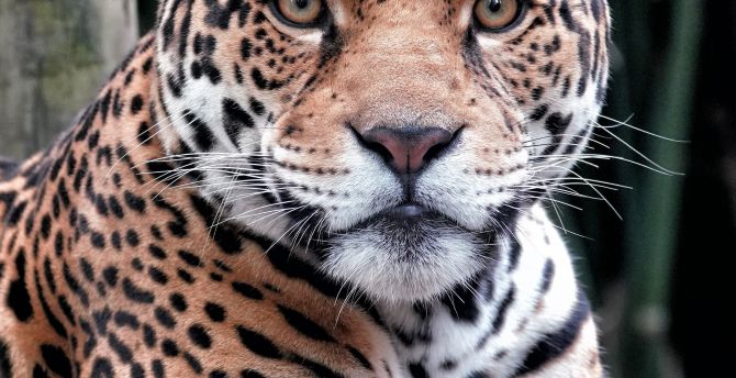 Wildlife, curious, leopard wallpaper