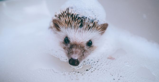 Hedgehog, animal, water, foam, bath, cute wallpaper