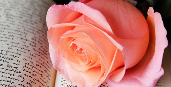 Close up, rose pink, adorable flower wallpaper