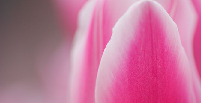Flower, tulip, pink flower, macro wallpaper
