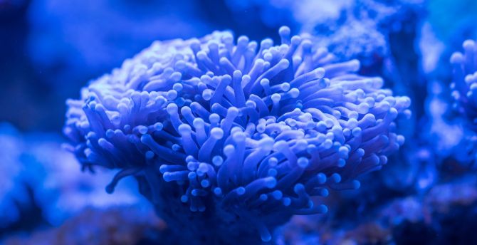 Blue coral, plants, underwater wallpaper