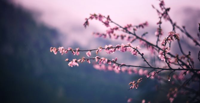 Cherry flowers, blur, tree branch, nature wallpaper