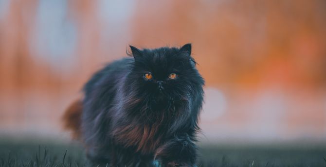 Black feline, bushy cat, walk wallpaper