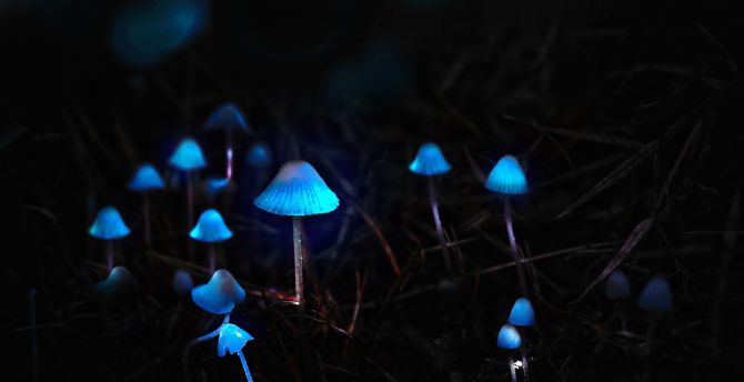 Mushrooms, toadstools, portrait, blue glow wallpaper