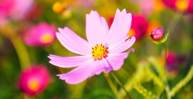 Cosmos, pink flower, blur, bloom wallpaper