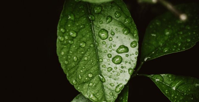 Drops on leaf, macro wallpaper