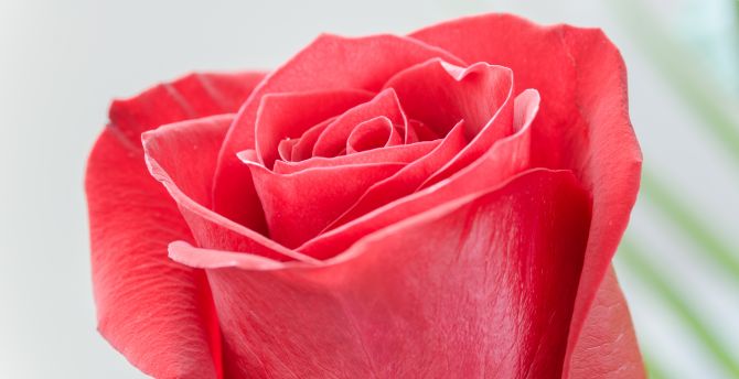 Red rose, flower, close up, bud wallpaper