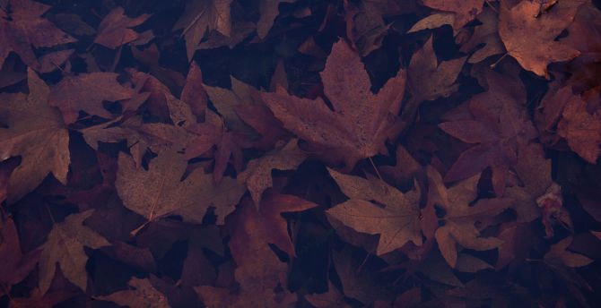 Dark, portrait, maple leaves, autumn wallpaper